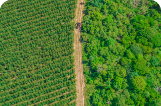 Paracel está trabalhando para obter créditos de carbono VCS